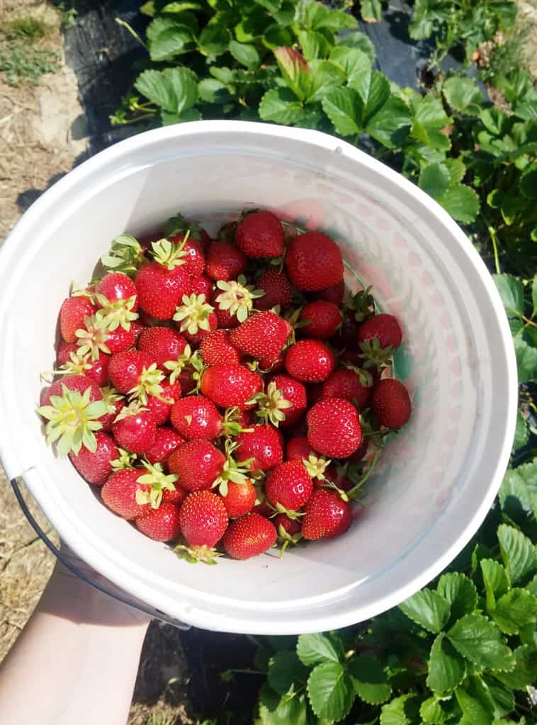 Fresh strawberries from the strawberry patch