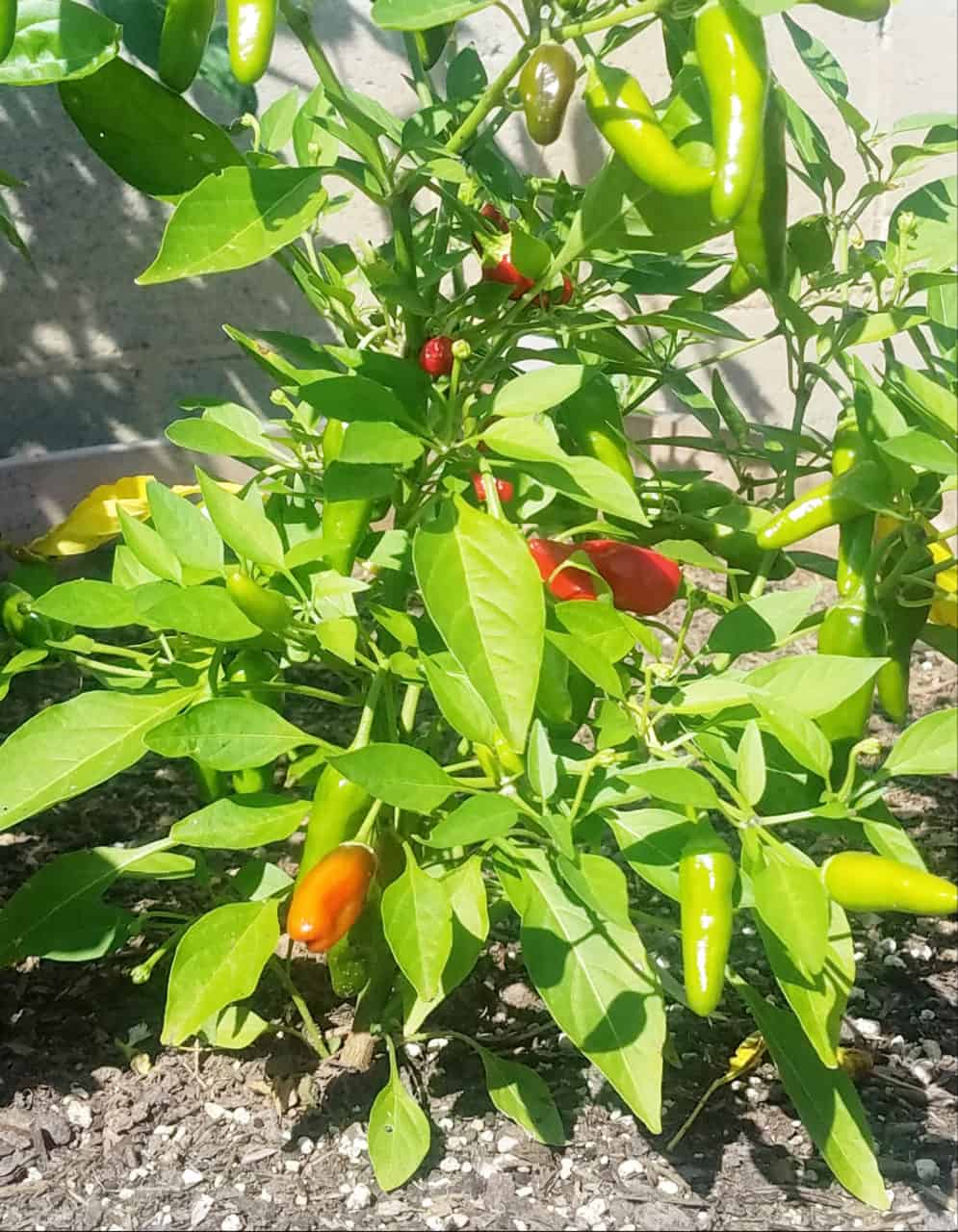 Pepper Plant in Our Garden with peppers on it.