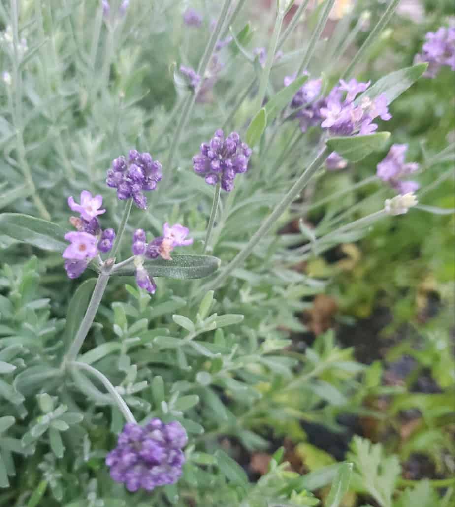 Lavender Plant- Purple- Flowers