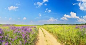 Beautiful summer landscape- Blue Sky- Open Air- Lavender Field- Simple Summer