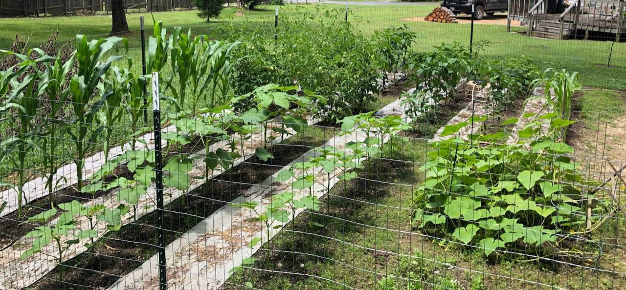 Garden with a lot of vegetables- life lessons learned from gardening
